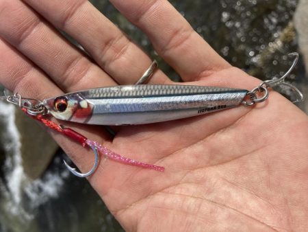 ショアジギ ヒラ祭り