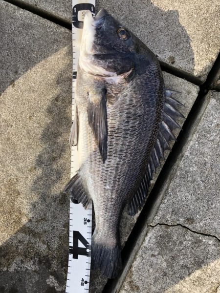 イチノ兄弟、釣果！