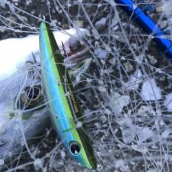 長潮まずめパターンはアツイ