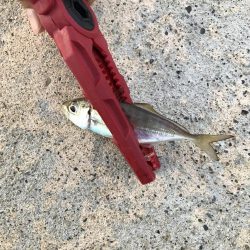 新規ポイント アジング