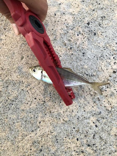 新規ポイント アジング