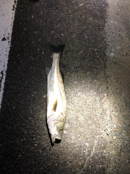 シーバスシーズン６２cm