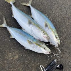 爆風湾岸ミノー