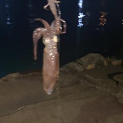 今年初のヒイカ釣り！！