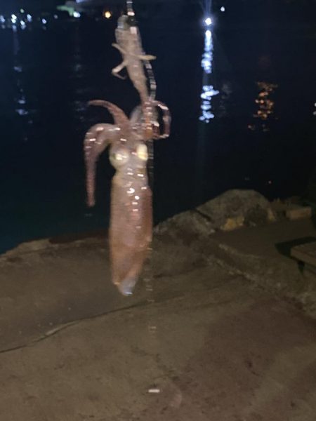 今年初のヒイカ釣り！！