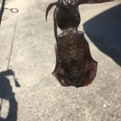 イカと太刀魚と青物