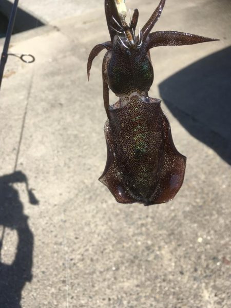 イカと太刀魚と青物