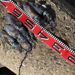 アオリイカまだいますよ