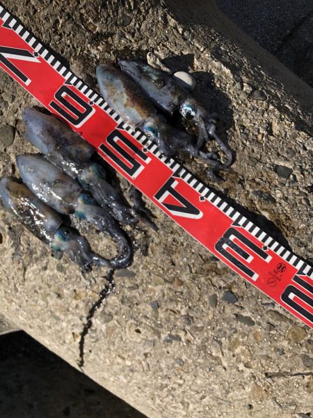 アオリイカまだいますよ