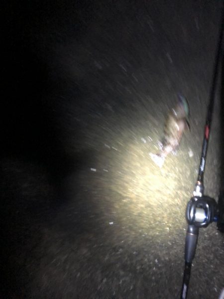 南港　朝マズメ　