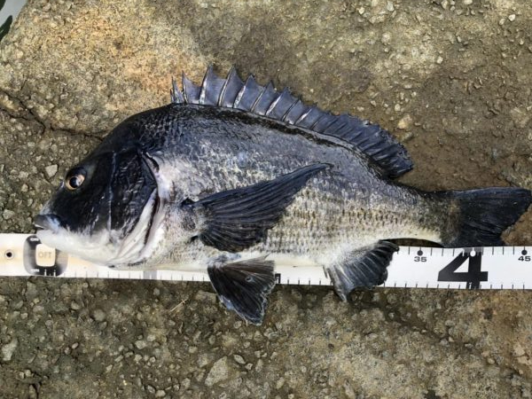 イチノ兄弟、釣果！