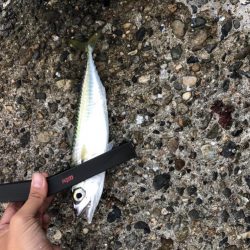 久々のアジング