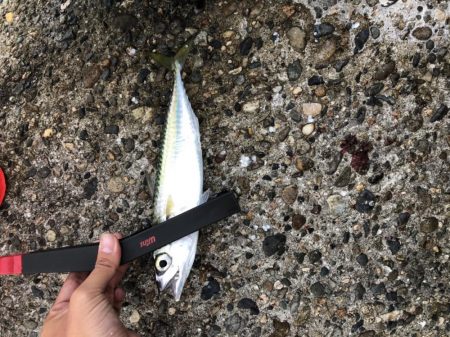 久々のアジング