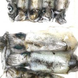 デイエギング★アオリイカ