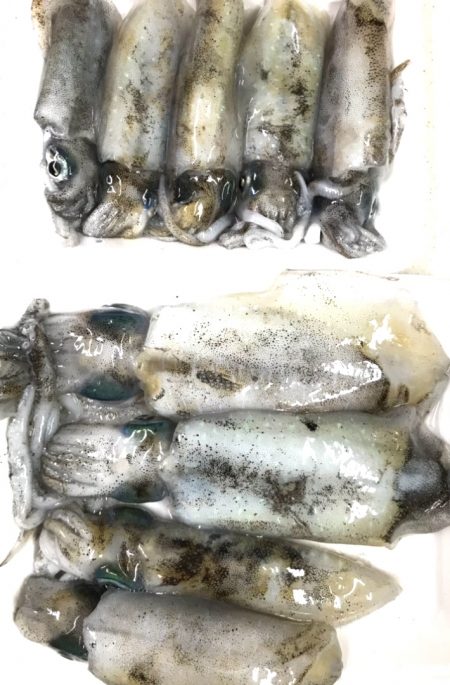 デイエギング★アオリイカ