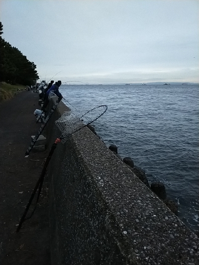 イナダが出ました