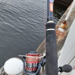 タチウオ&大鯖狙いで結局中鯖