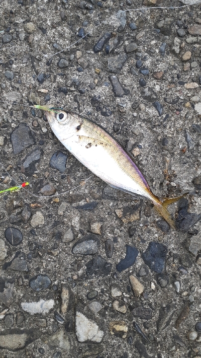 小アジ中アジがポツポツと安定の鯖