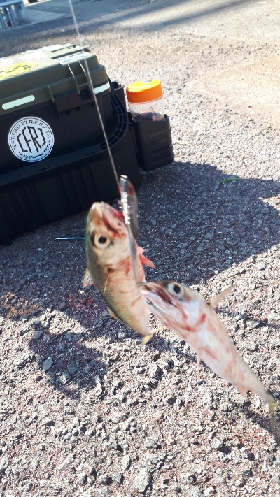 アジを求めて・・・サバ!