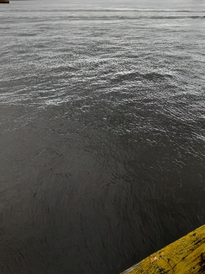 湾奥サバ&ウルメイワシ