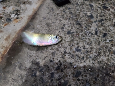 アジングは好調、ショアジギングは不調