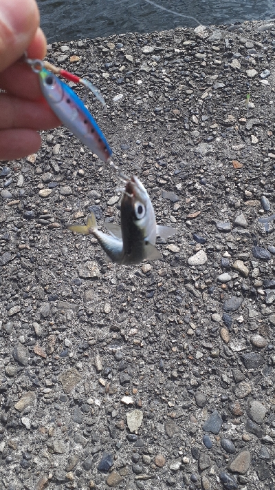 鳥山すごいんですが…