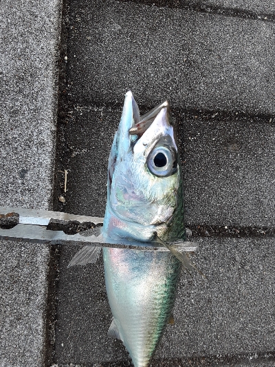 久しぶりの強い引き