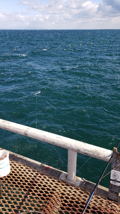 ヒラメが釣れました！