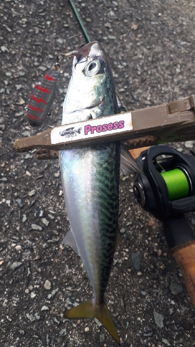 プラバイブ縛り