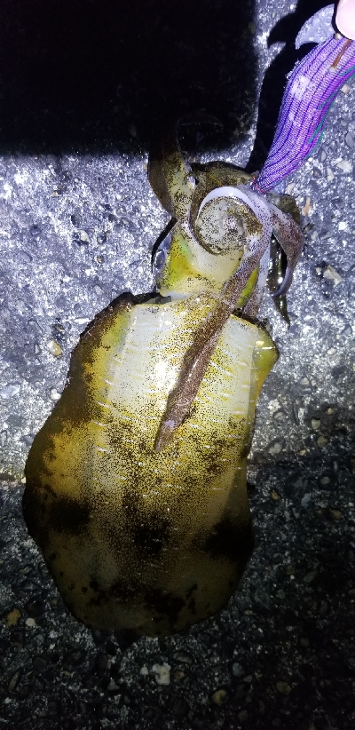 湯浅スタートで由良までランガン