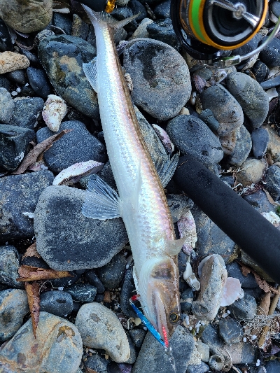 初サゴシとロッドの入魂