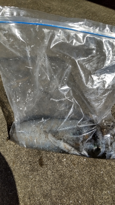 ボートエギング