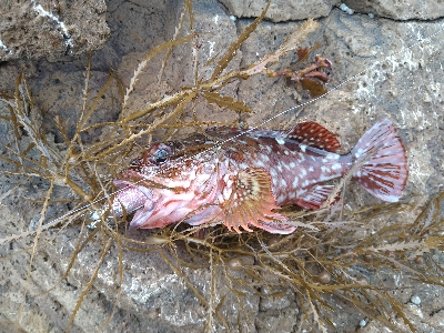 今シーズンラストエギング