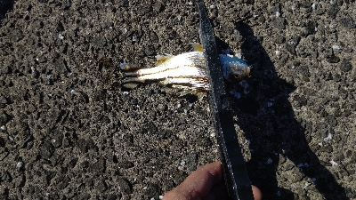 メッキと謎の魚