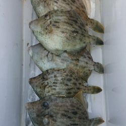 カワハギ釣り