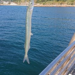 リベンジ達成でメジロ捕獲!