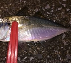 台風一過アジング