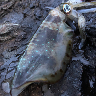 2021 佐渡ヶ島エギング 17回目