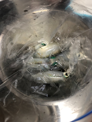 しまなみエギングまだ小さい