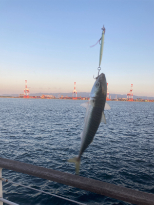 青物っ気あるものの接岸せず。。中鯖＆フグ。…