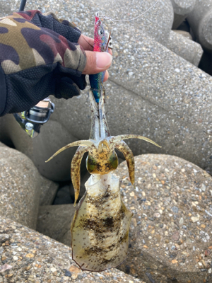 エギのローテは大事(^｡^)