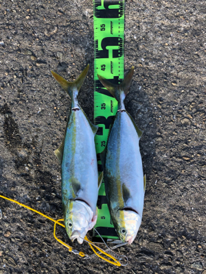 ショアジギング