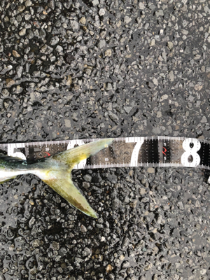 朝一水面ドカーン！！！