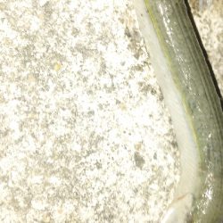 サビキとアナゴ