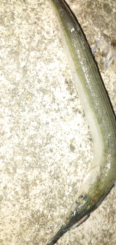 サビキとアナゴ