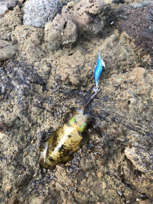 アオリイカサイズ上がってます!