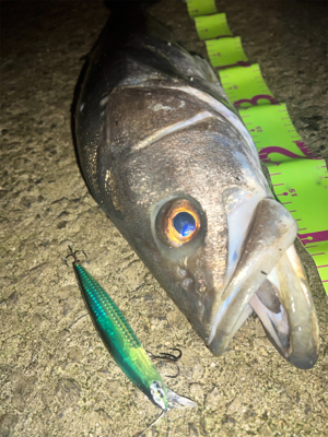 今年初ランカーサイズ！