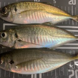 でかアジングとおまけのライト太刀魚