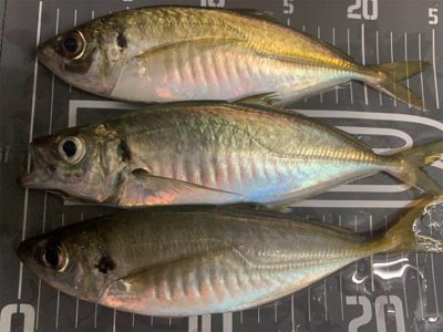 でかアジングとおまけのライト太刀魚