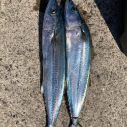 エギングの練習